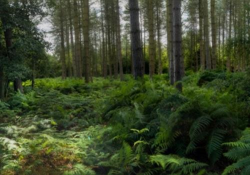 Preserving our forests for the future 